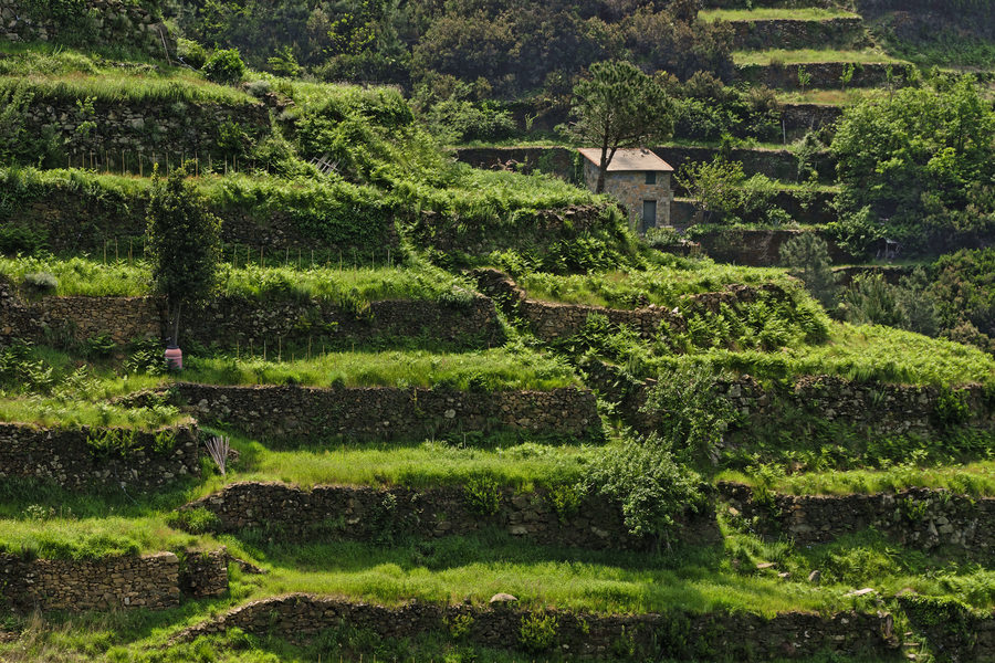 Vineyard Terraces